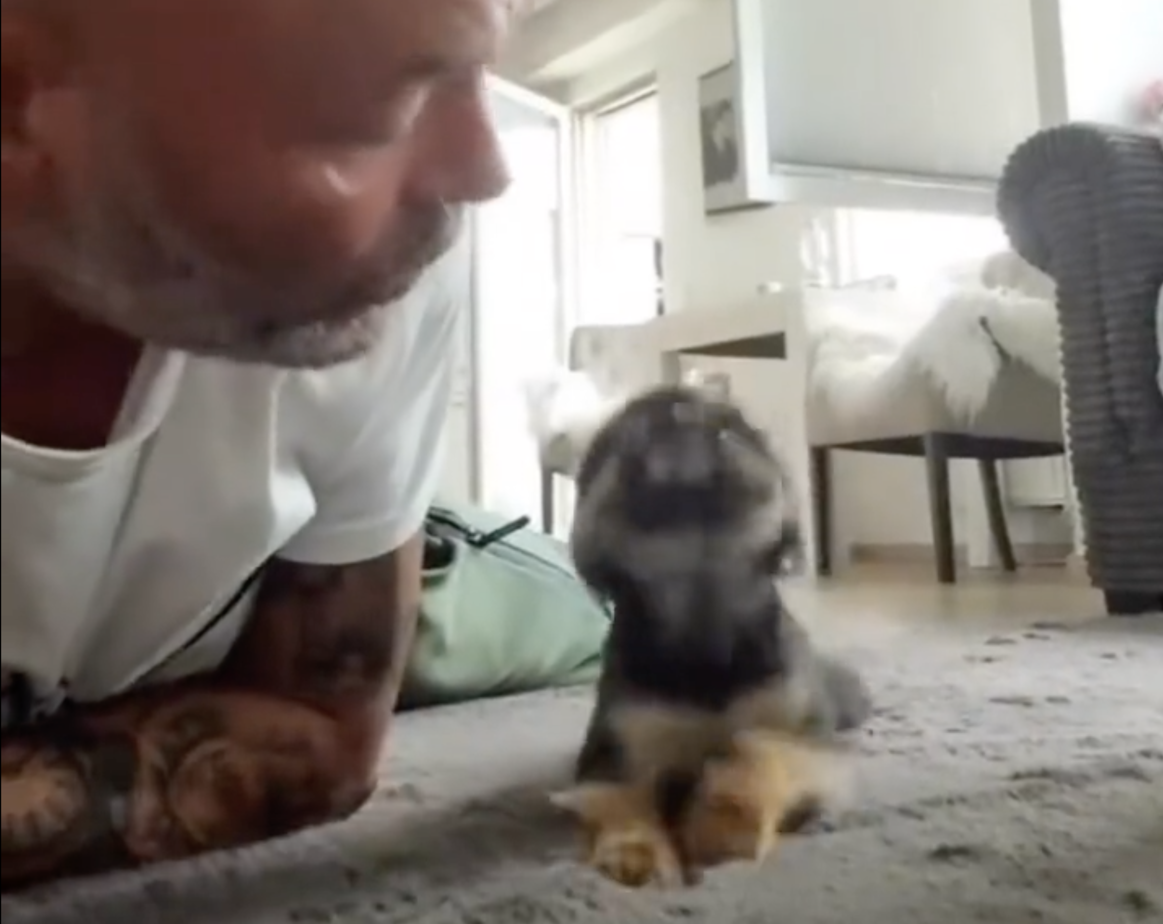 Este vídeo de um cão a pedir mimo ao dono vai ser a coisa mais bonita que vai ver hoje