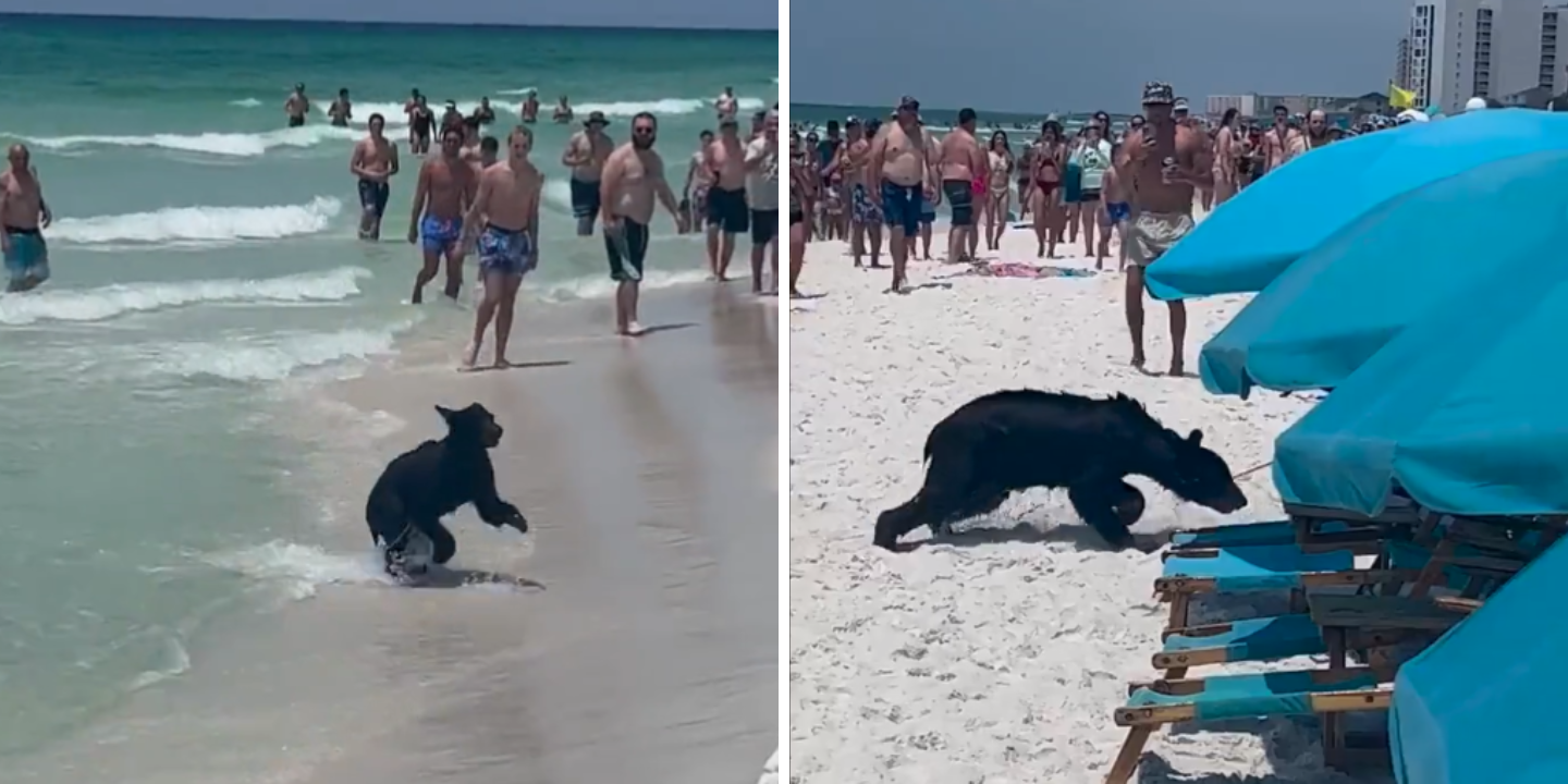 Urso vai a banhos e apanha veraneantes de surpresa. Veja os vídeos do animal na praia