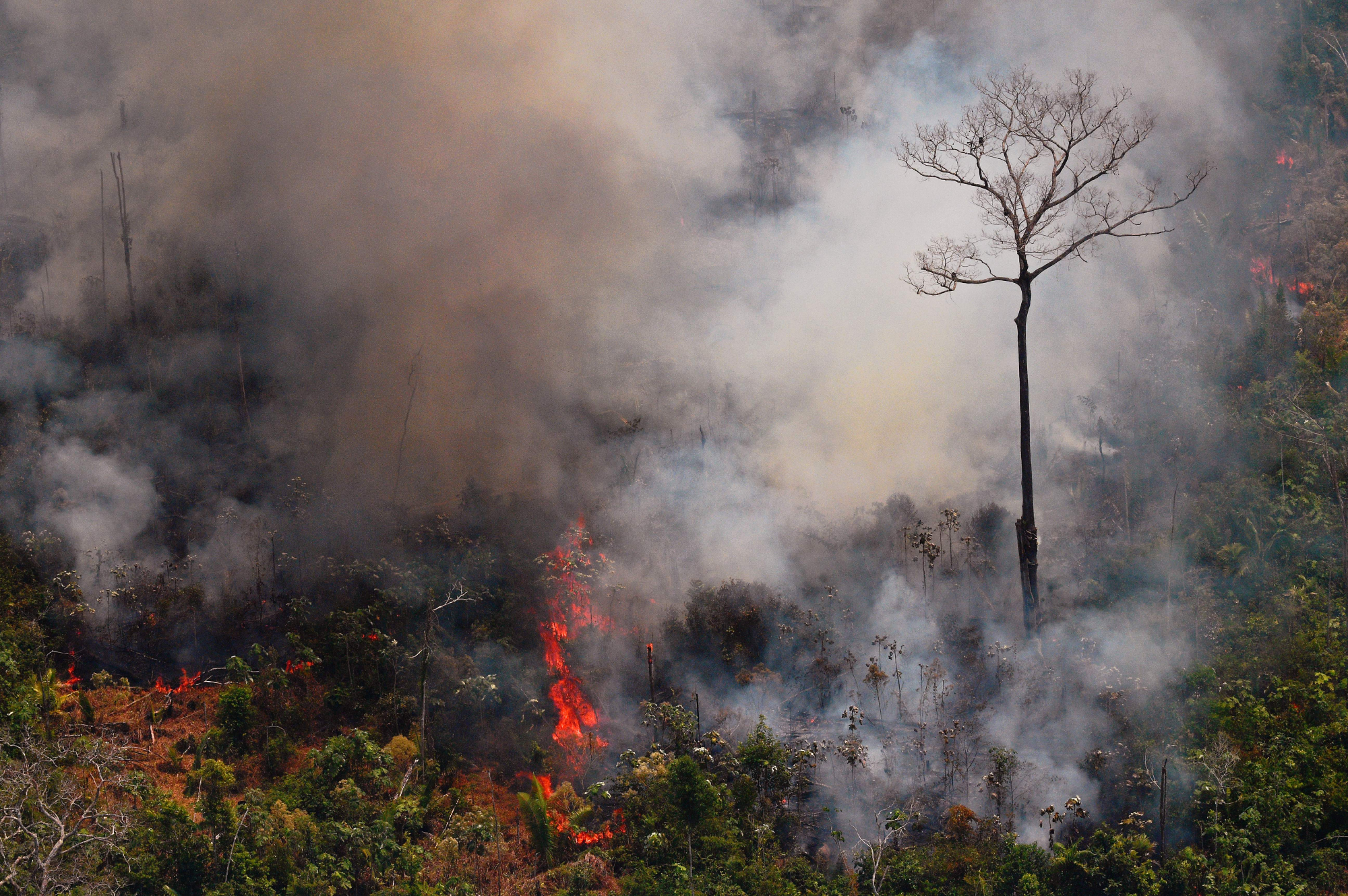 Amazónia. As políticas que contribuíram para o incêndio que impressionou o mundo