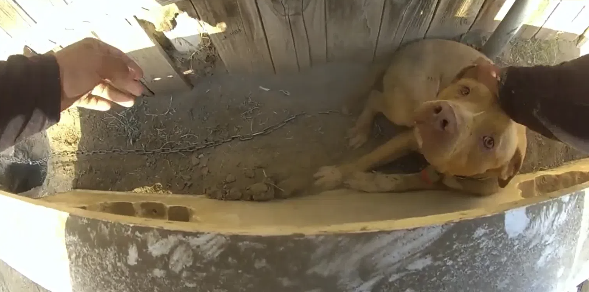 Polícia atravessa casa em chamas para salvar o cão que estava acorrentado no quintal