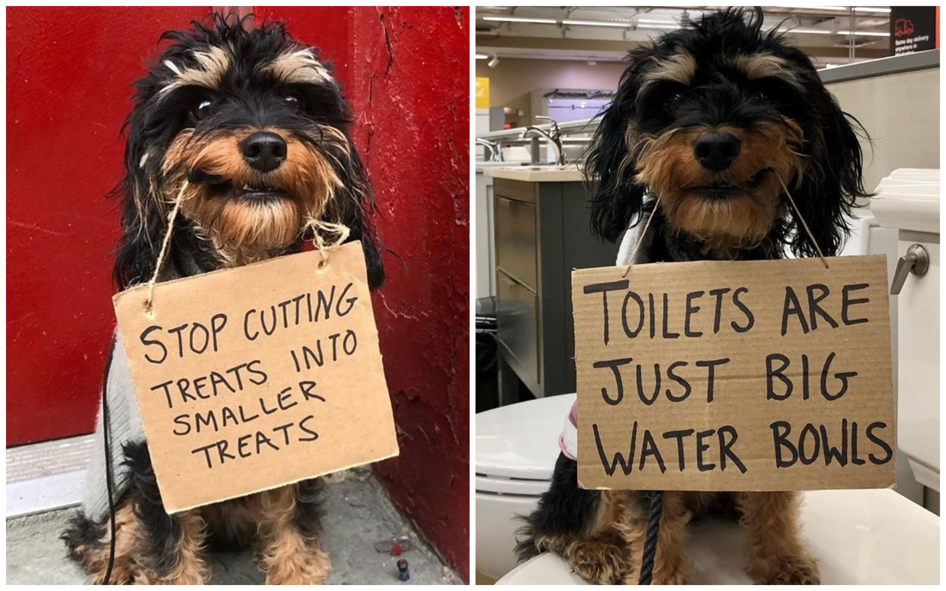 Cão torna-se viral com mensagens sobre a vida animal e indiretas para os humanos