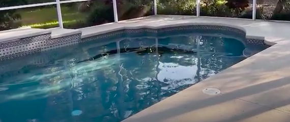 Mulher encontra jacaré com 180 quilos e mais de 3,5 metros na piscina. Animal foi abatido