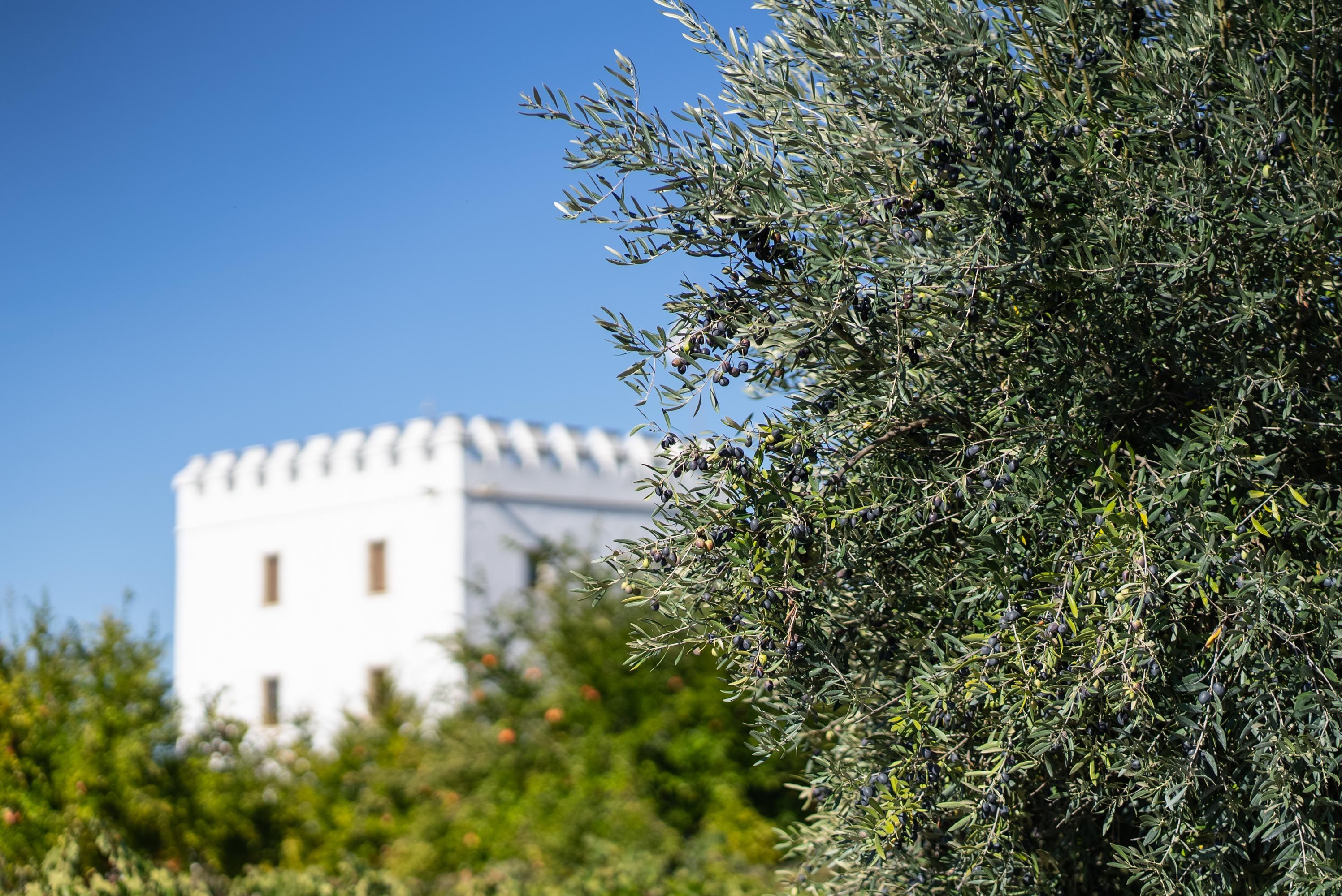 Andar com os azeites nem sempre é mau. Na Herdade do Esporão, é um dia bem degustado