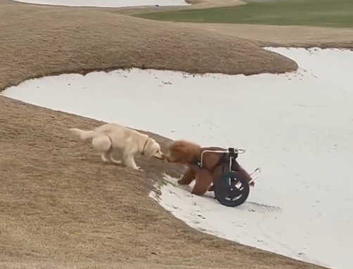 Cão em cadeira de rodas fica preso na areia mas é salvo por outro cão. Veja o vídeo incrível