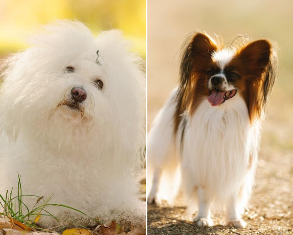 Saiba quais são as 5 raças de cães que vivem mais tempo. Revelação é feita num novo estudo