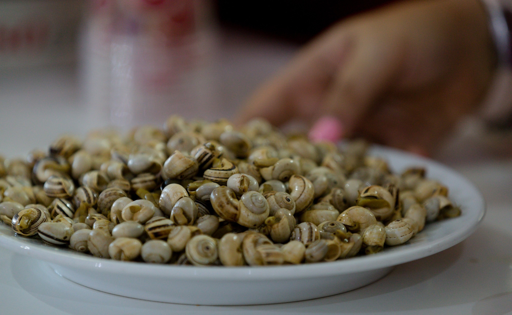 Já começou o Festival do Caracol, onde pode comer este petisco em sushi, cachupa, açorda e muito mais