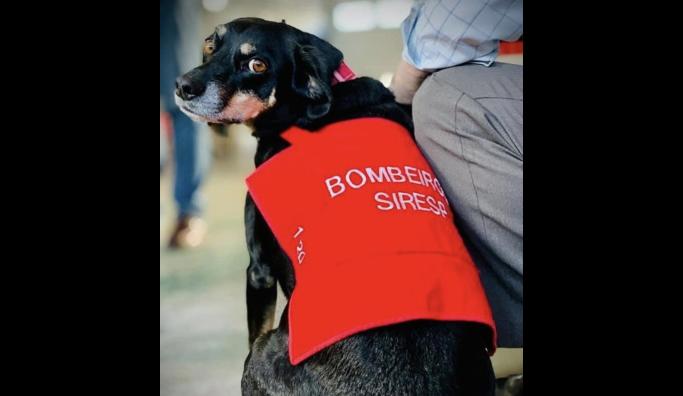 Cão dos bombeiros de Carcavelos estava quase cego mas a população vai pagar-lhe a operação aos olhos