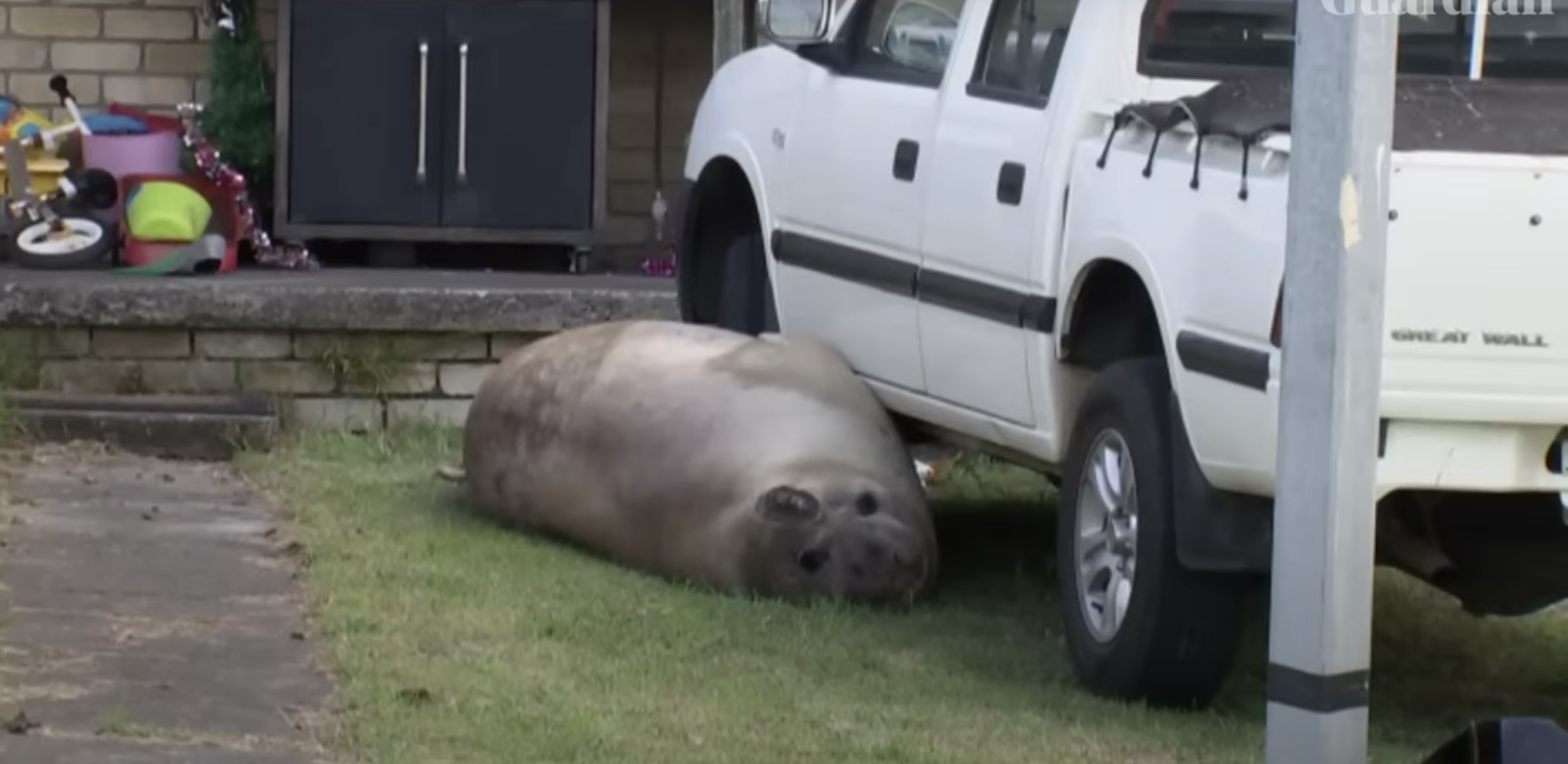 Elefante-marinho faz sesta à frente de carro e impede dona de ir trabalhar. Veja o vídeo fofo