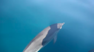 Este golfinho já atacou cerca de 50 pessoas. O motivo? Estará “sexualmente frustrado”