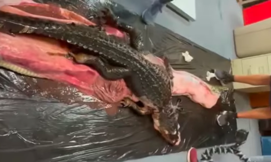 Retirado um jacaré inteiro de dentro de uma cobra pitão com 6 metros. Veja o vídeo (que é assustador)