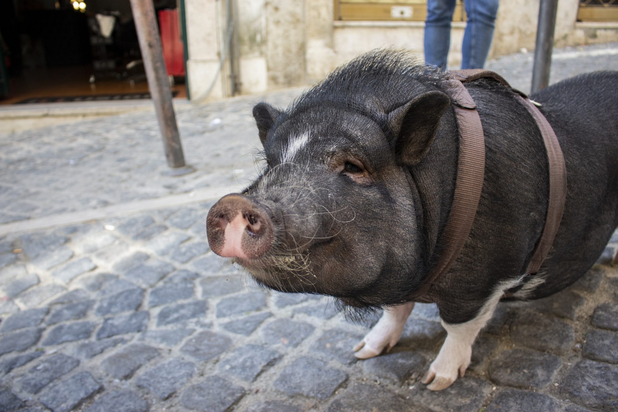 Há um porco português a fazer sucesso no Instagram e nós fomos conhecê-lo