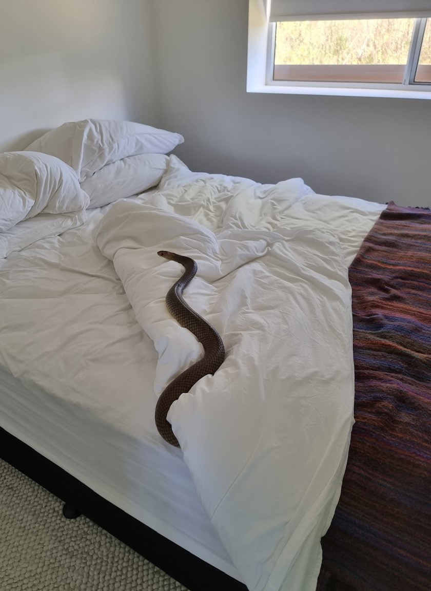 Esta mulher dormiu com uma cobra de quase 2 metros na cama — e uma das mais mortais do mundo