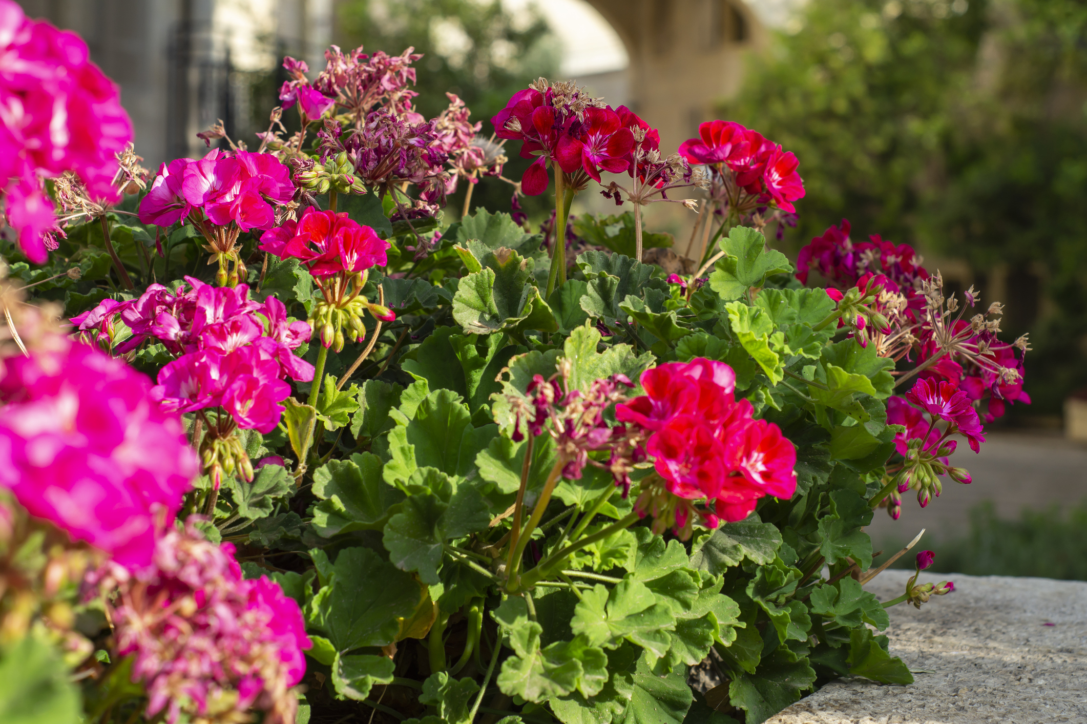 Sardinheira. Uma flor típica da paisagem mediterrânica que permite fazer  arranjos muito decorativos - Decoração e Jardins - SAPO Lifestyle