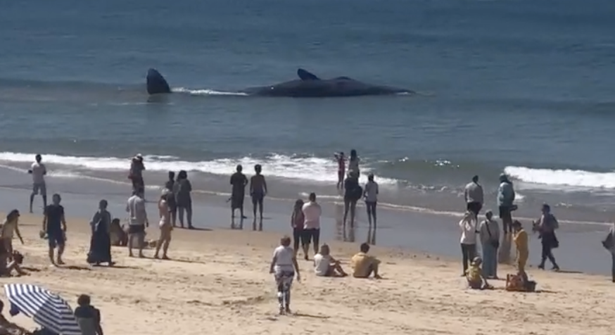 Acabou da pior maneira a história da baleia que deu à costa na Fonte da Telha