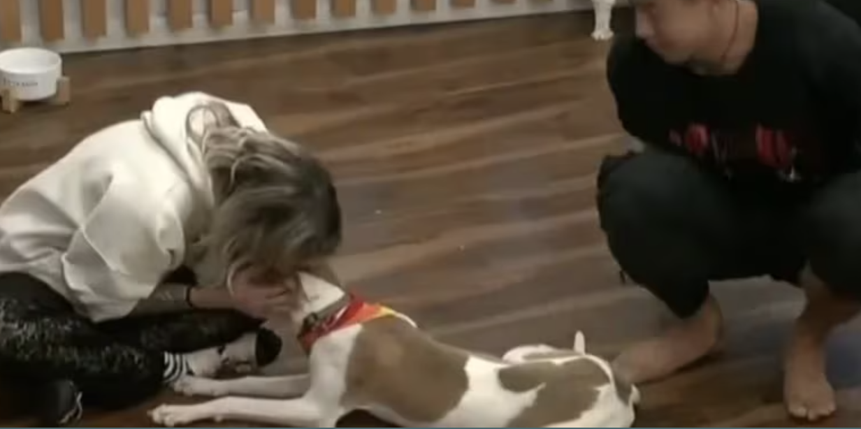 Cão da casa do “Big Brother” engasga-se com comida, sufoca e é acudido por concorrentes