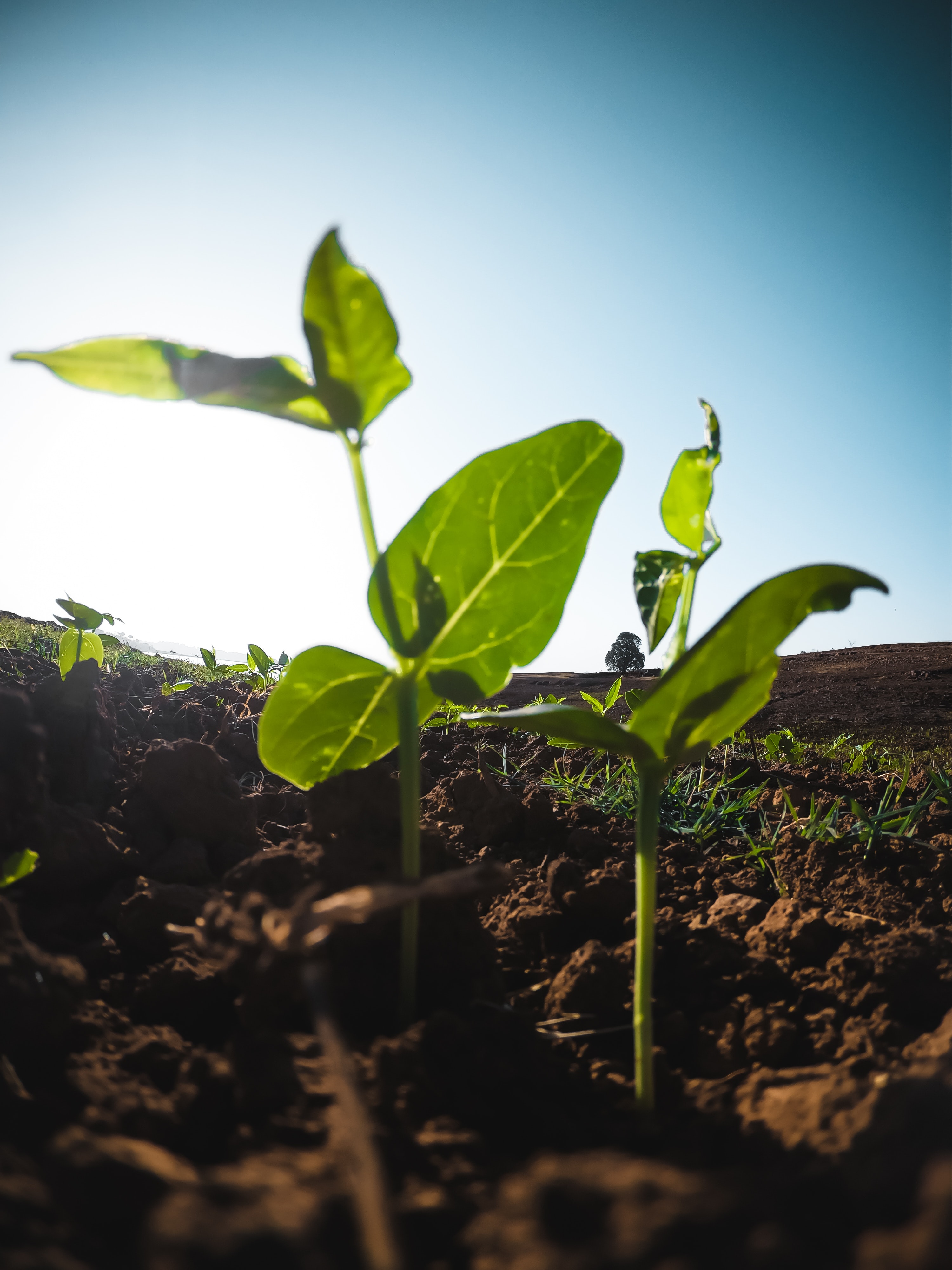 Foi descoberto um antibiótico que pode a revolucionar a agricultura