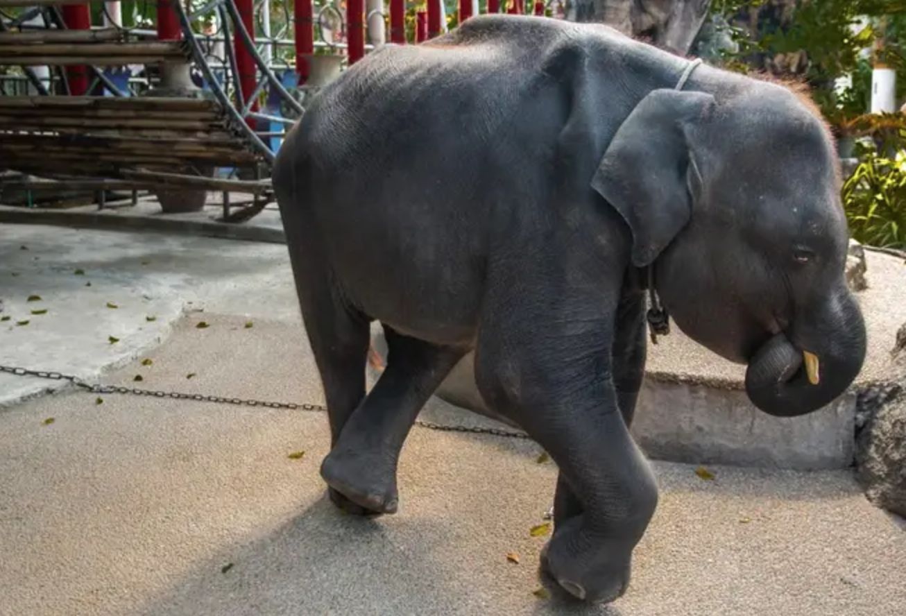 Dumbo da vida real é obrigado a dançar num zoo da Tailândia para milhares de turistas