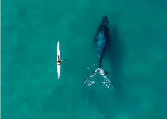 Baleia curiosa persegue homem que andava de caiaque. Veja o vídeo do momento