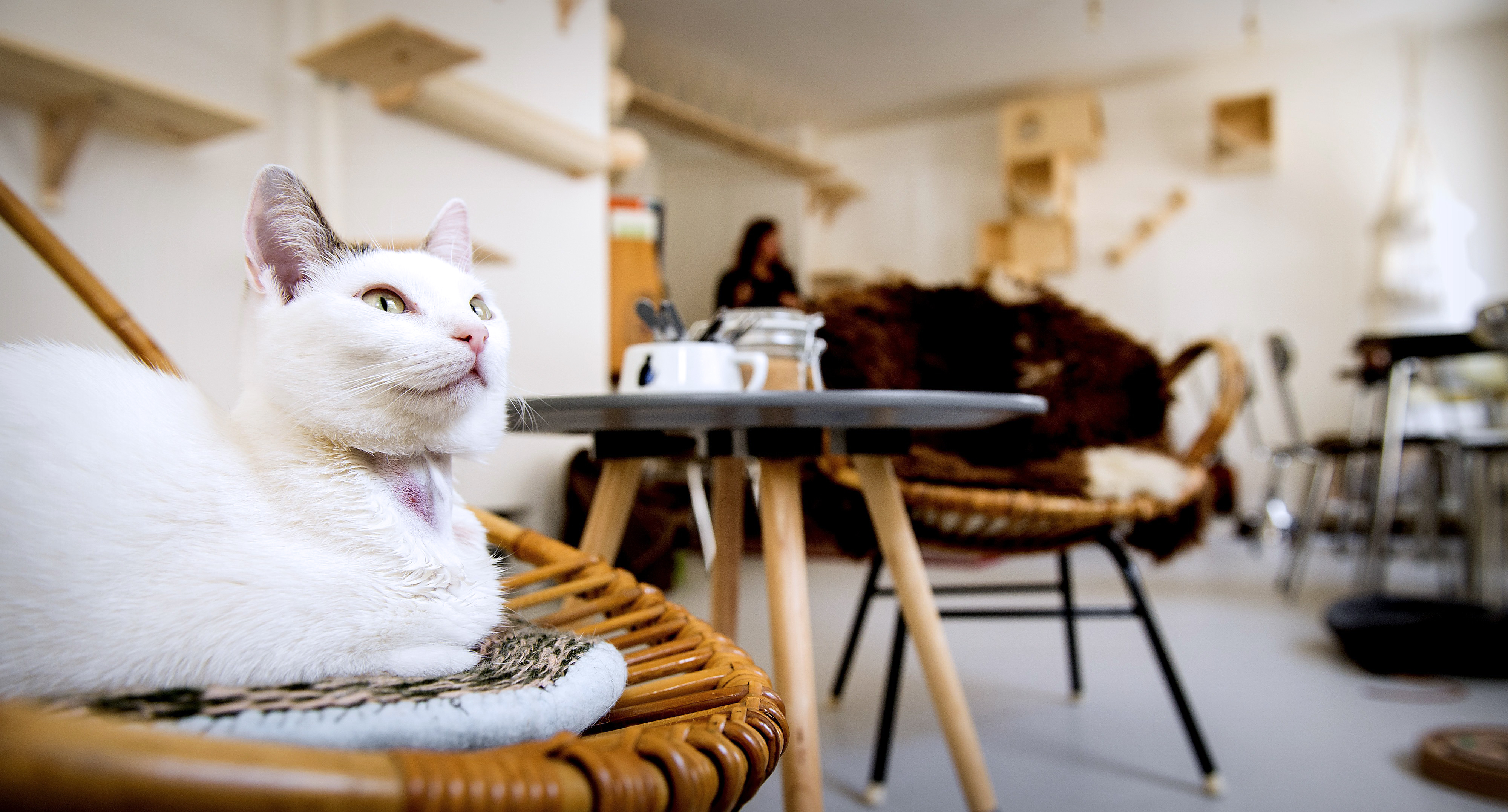 кошка в кафе
